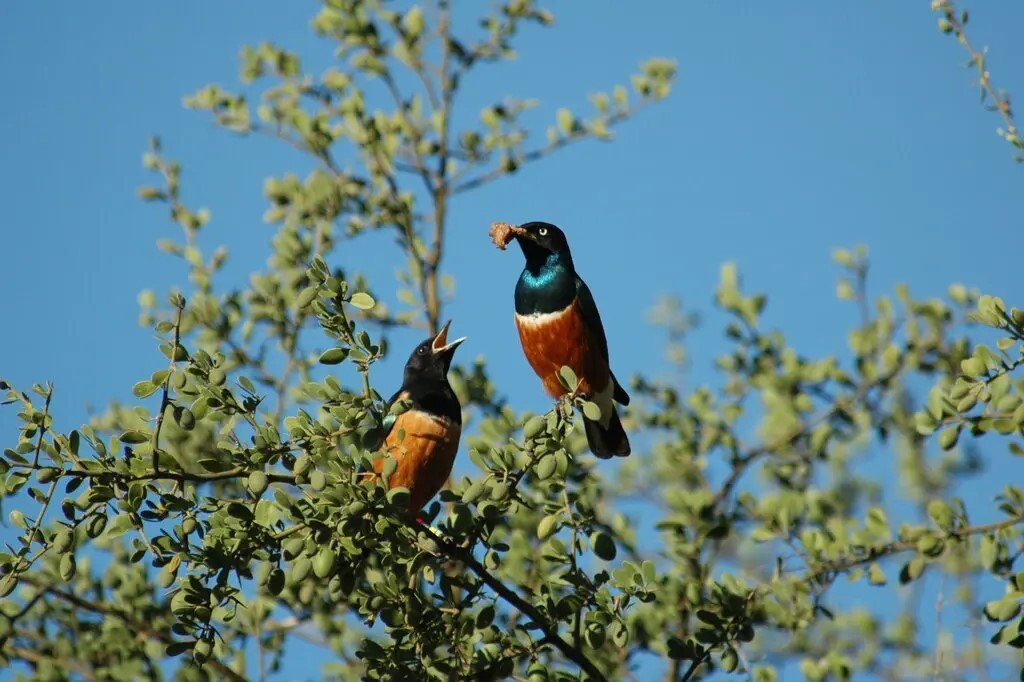 Photo shows that some birds 