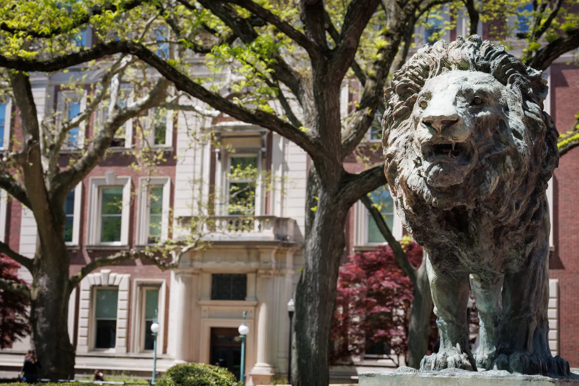 Photo of CU Lion
