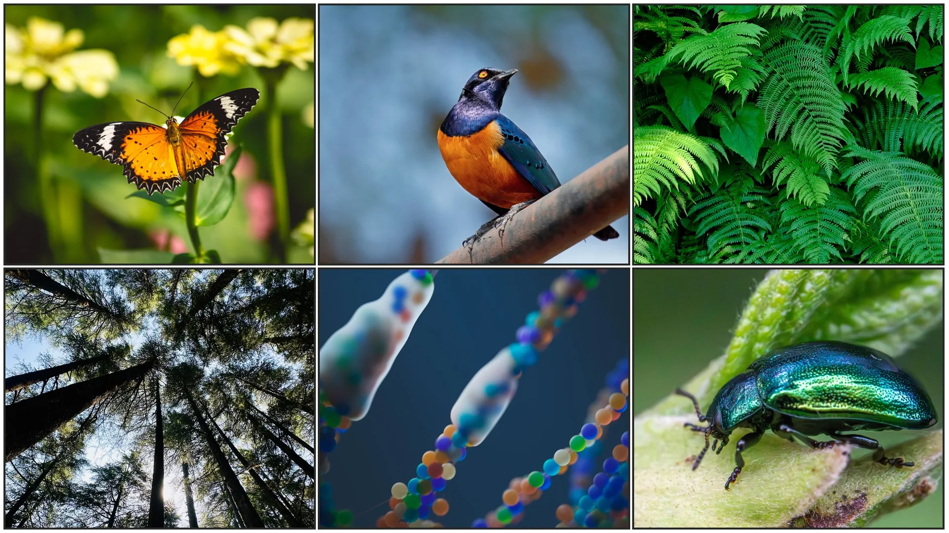 Photo Collage of Birds, Plants and Insects