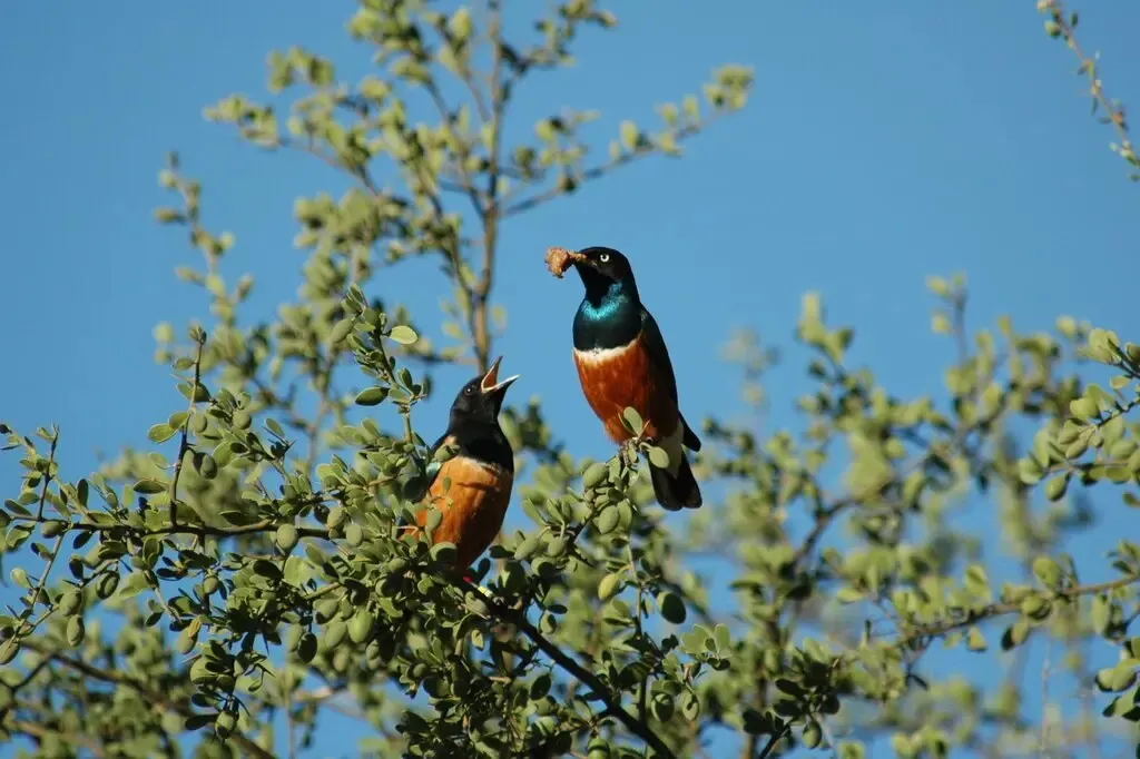 Photo shows that some birds 