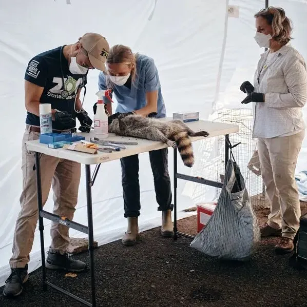 From left, the veterinarian Julian Rivera, Ms. Plimpton and Maria Diuk-Wasser, the project's principal investigator, collect samples from a sedated raccoon in a tent station at Forest Hills.
