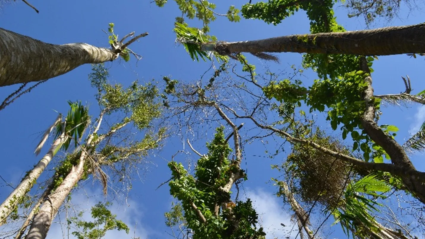 Photo of tree damage from below the canopy after Hurricane María
