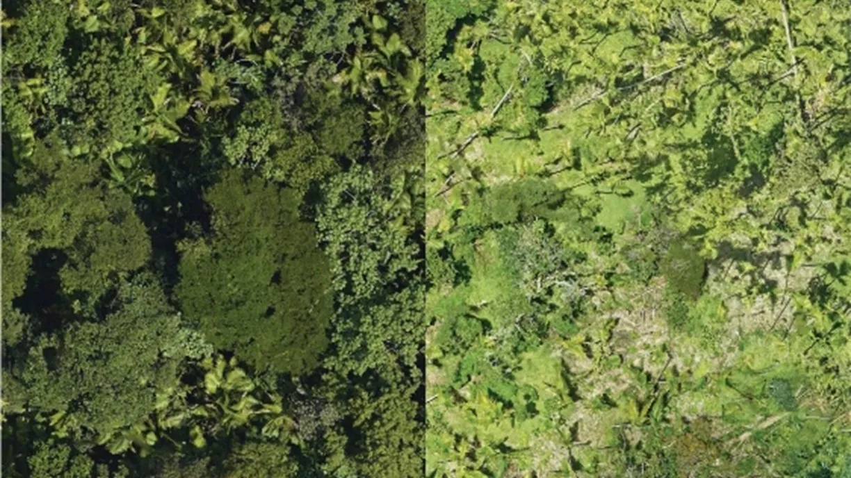  Aerial photographs of the canopy before and after the hurricane.