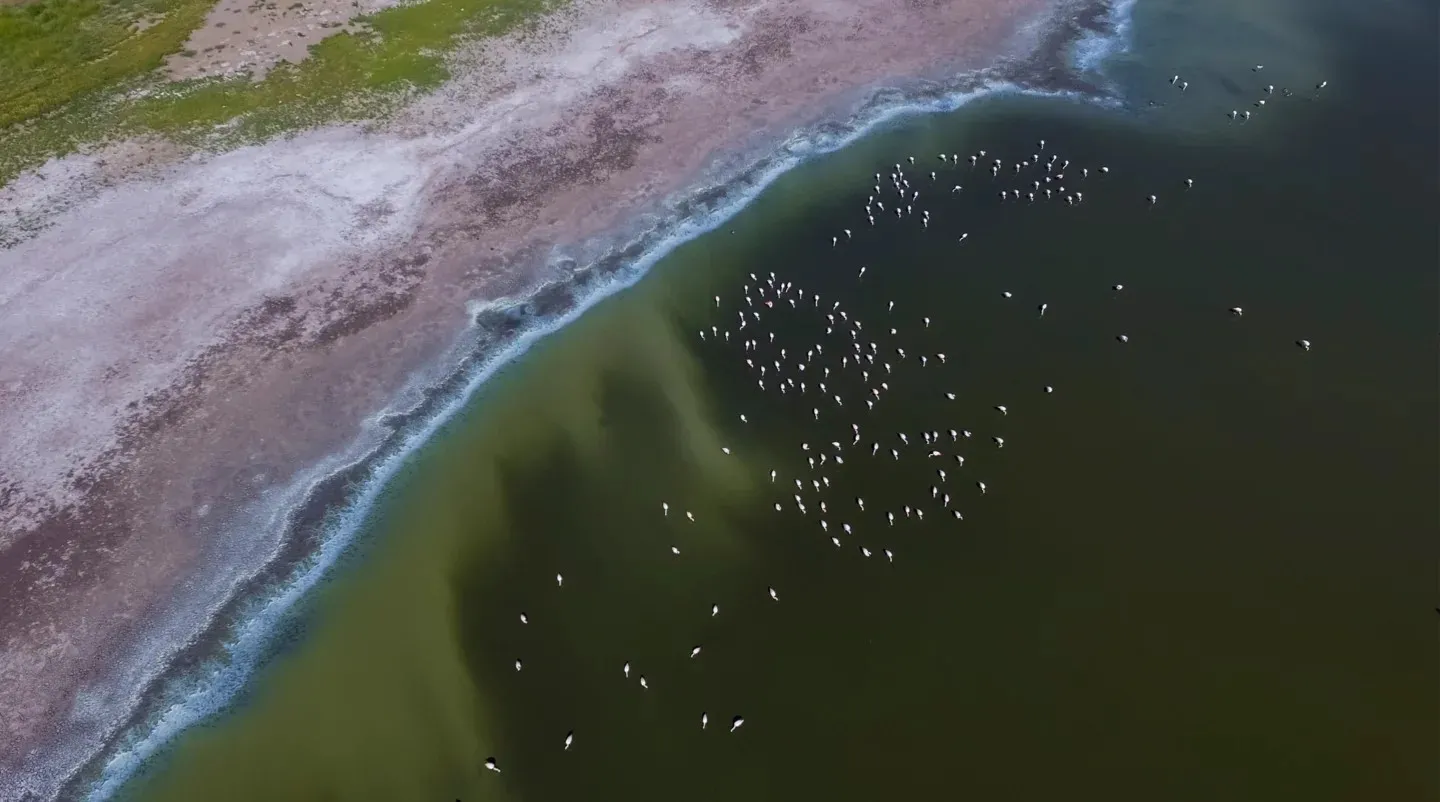 Photo of Ocean and birds